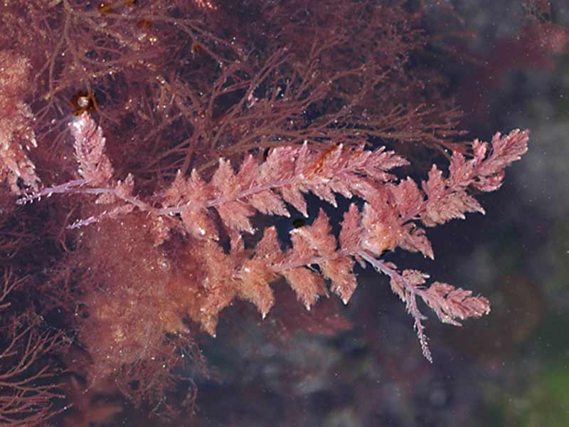 Asparagopsis armata at Wembury Point.