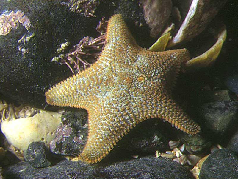 Asterina gibbosa cushion star.