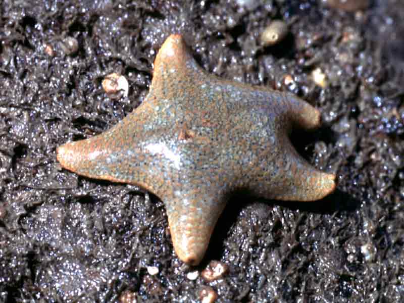 Asterina gibbosa on over turned boulder.