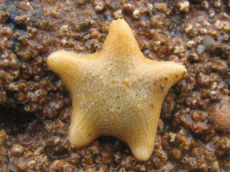 Yellow colour morph of <I>Asterina gibbosa</I>.