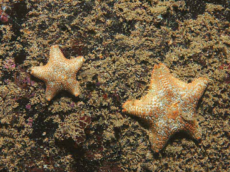 Asterina gibbosa at Bovisand, Plymouth.