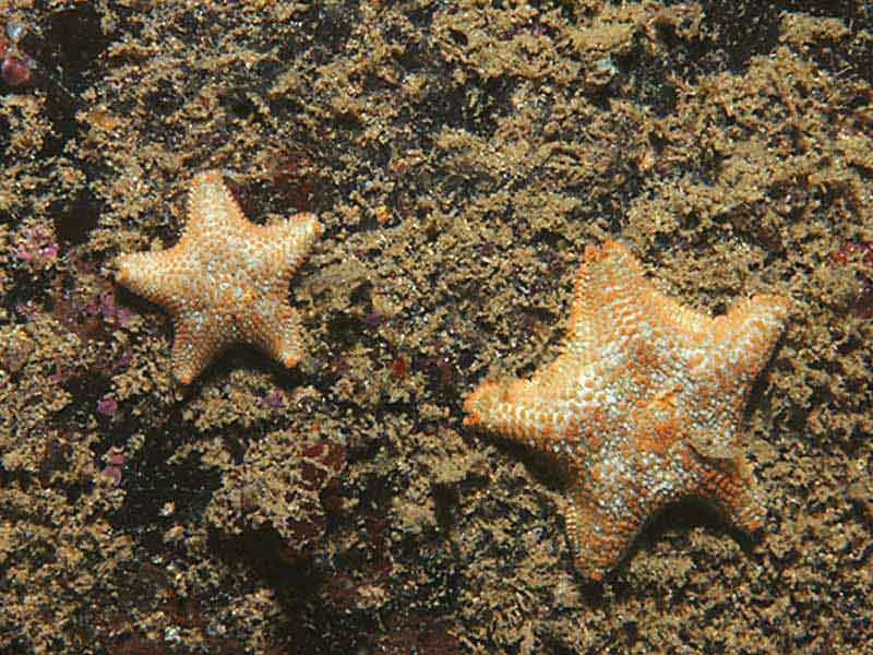 Asterina gibbosa at Bovisand, Plymouth.