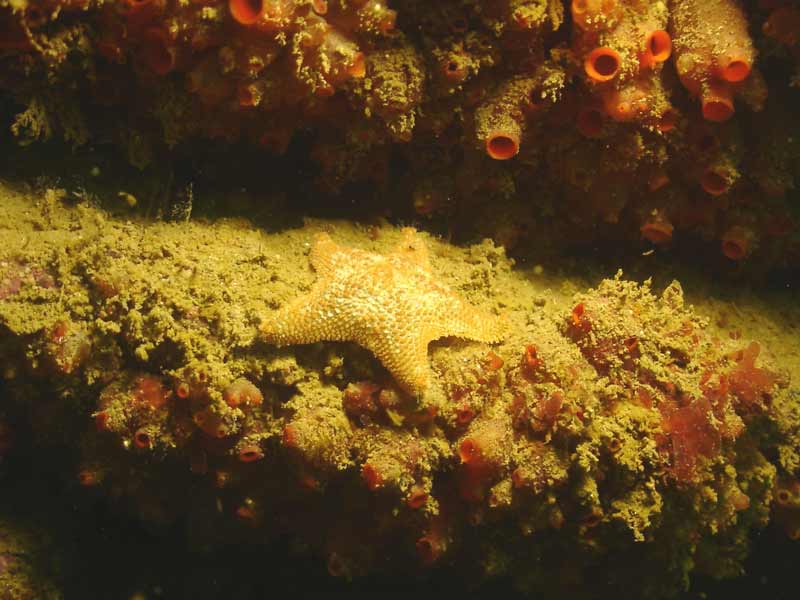 Asterina gibbosa on a ledge.