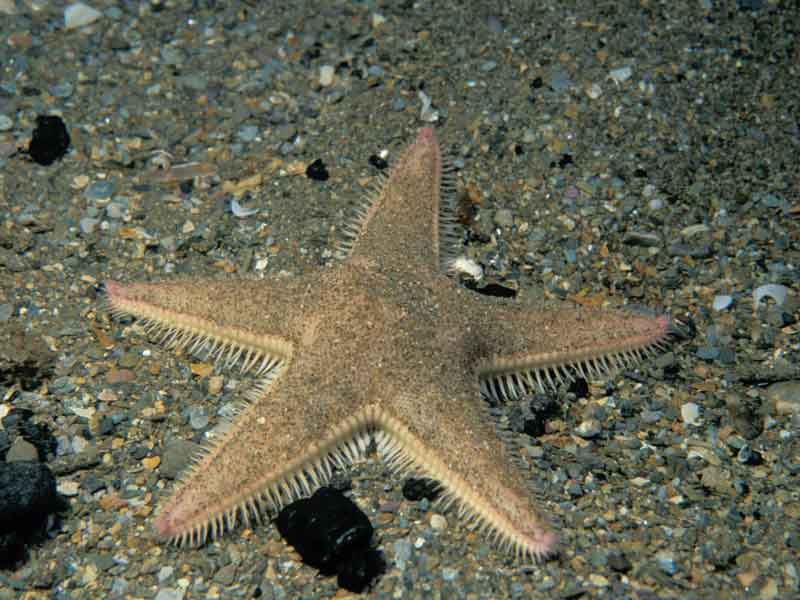 Astropecten irregularis.