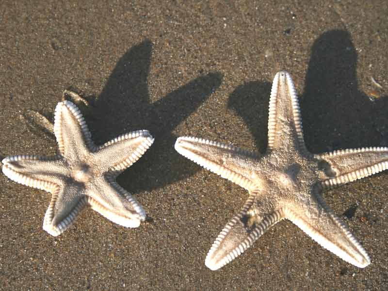 Image: A large and a small Astropecten irregularis specimen.