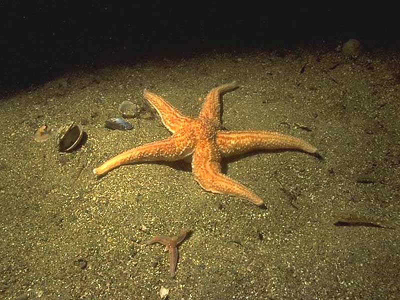 Image: Common starfish Asterias rubens. A damaged small individual regrowing its arms is in the foreground.