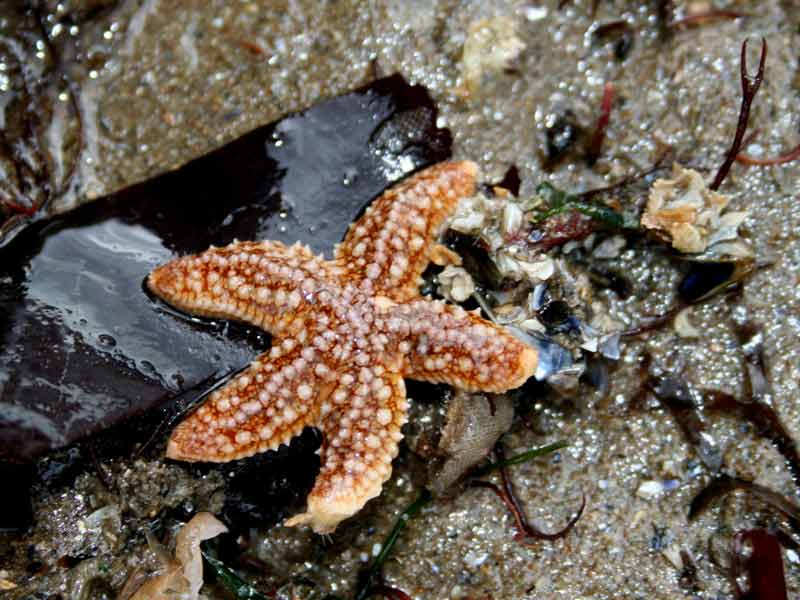 Juvenile Asterias rubens on a rocky shore.