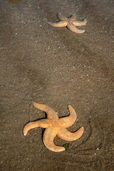 Pair of Asterias rubens on a sandy shore.