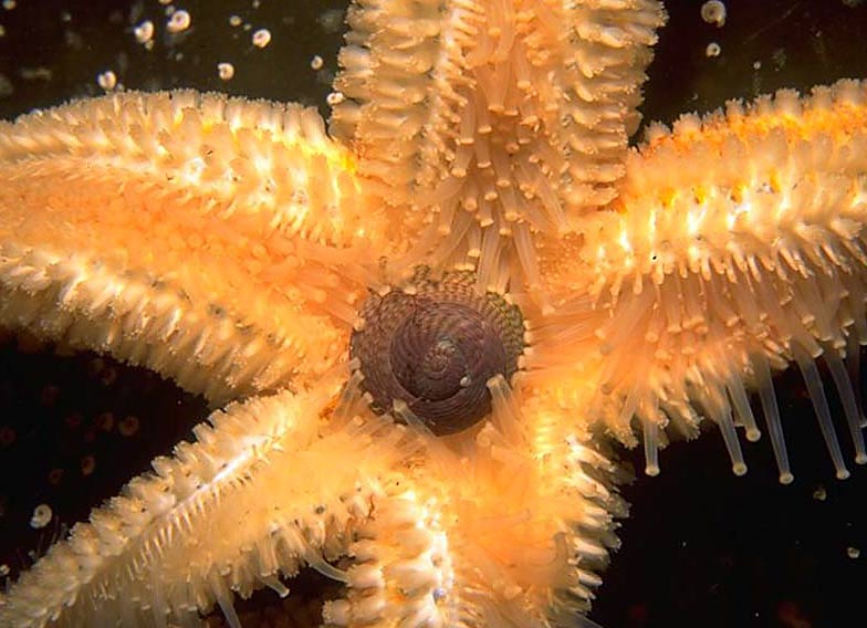 Oral view of Asterias rubens eating a topshell.