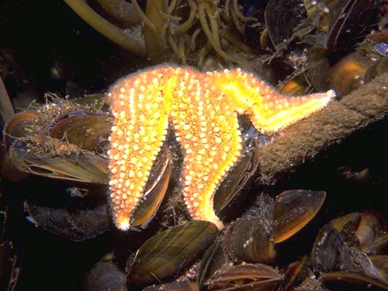 Asterias rubens feeding on Mytilus edulis.