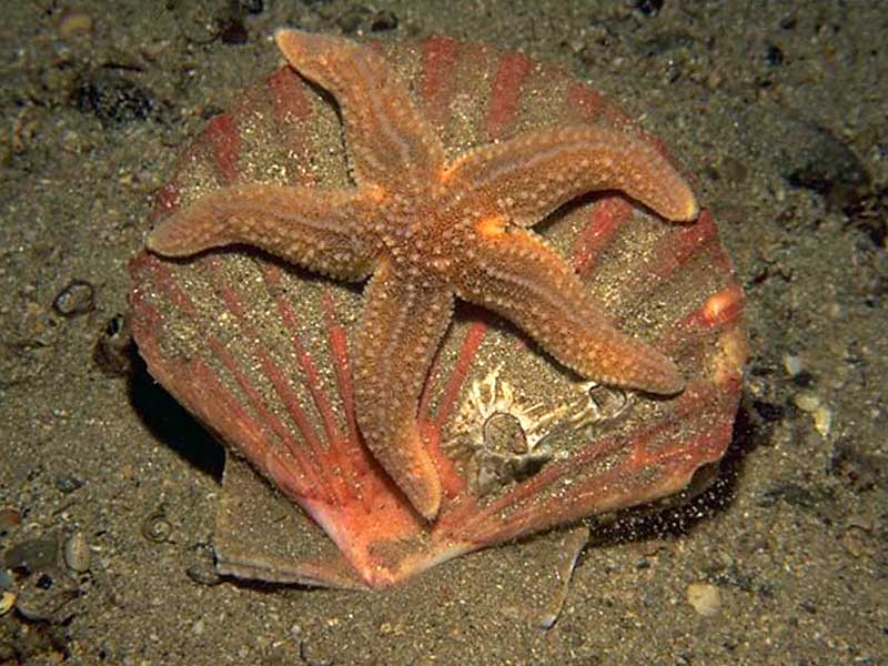 Asterias rubens on scallop shell.