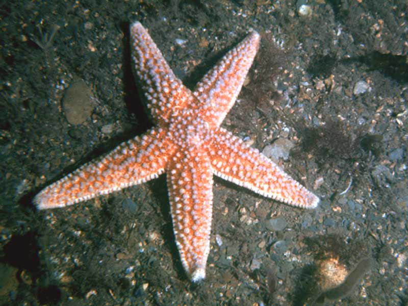 Common starfish.