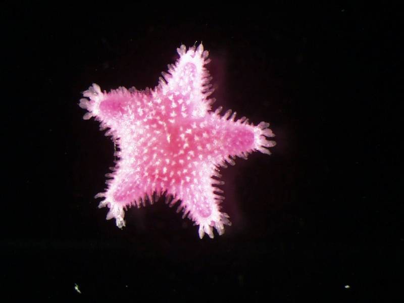 Juvenile Asterias rubens.