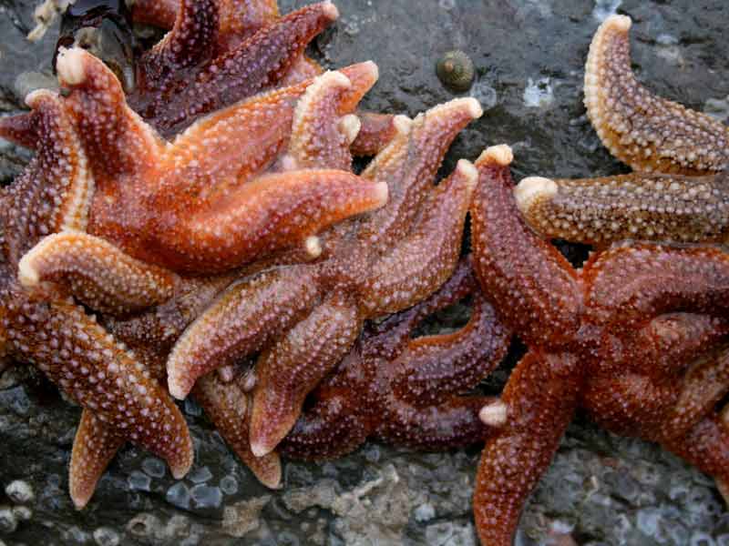 Many Asterias rubens individuals grouped together.