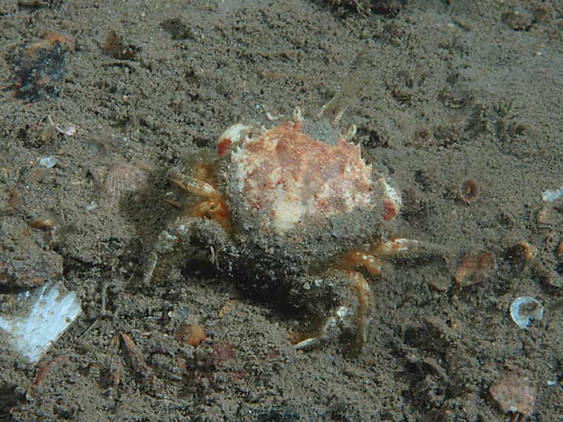 Atelecyclus rotundatus on the east coast of Lundy.