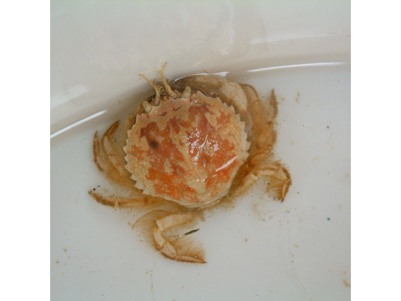 The circular crab Atelecyclus rotundatus.