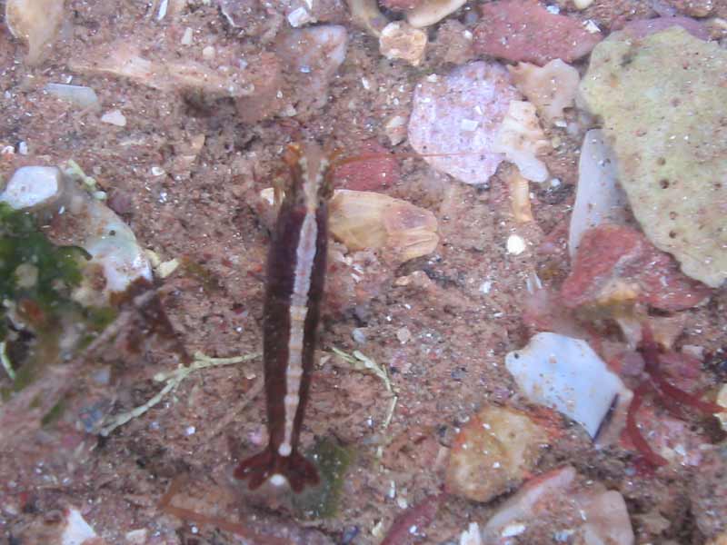 Dorsal view of Athanas nitescens in shallow waters.