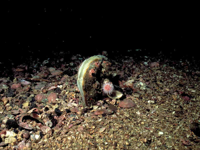 Image: Adult Atrina fragilis embedded in sea bed.
