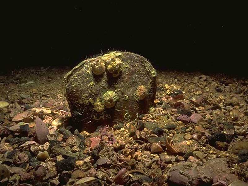 Side view of Atrina fragilis in the seabed.