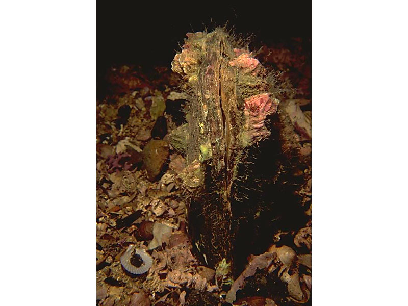 Atrina fragilis on the seabed.