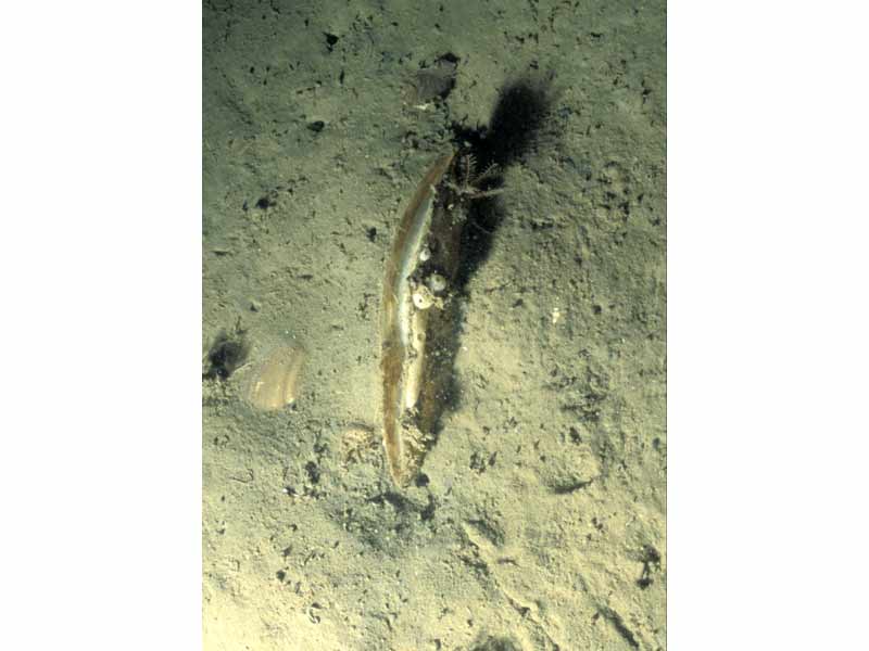 Atrina fragilis in soft mud in Plymouth Sound.