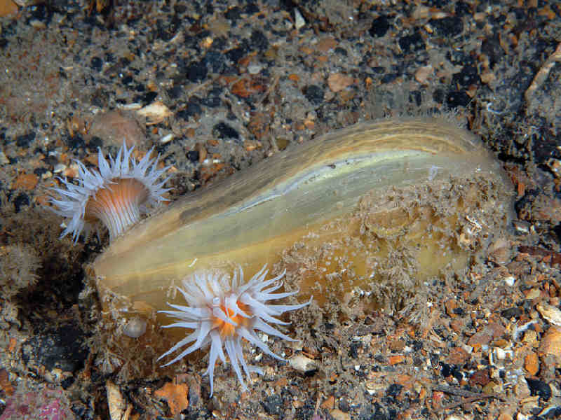 Atrina fragilis in muddy gravel, Ireland.