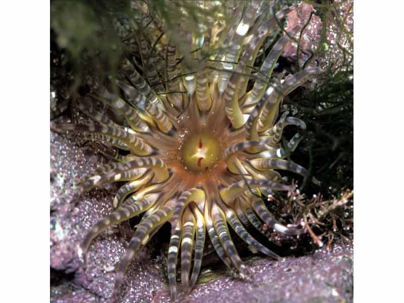 The gem anemone, Aulactinia verrucosa, in south west Guernsey.