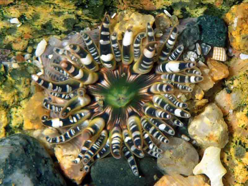 The gem anemone, Aulactinia verrucosa, of the west coast of Guernsey.