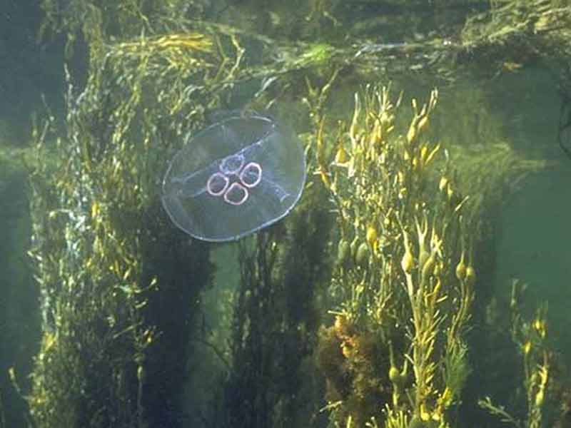 Jellyfish - zooplankton.nl