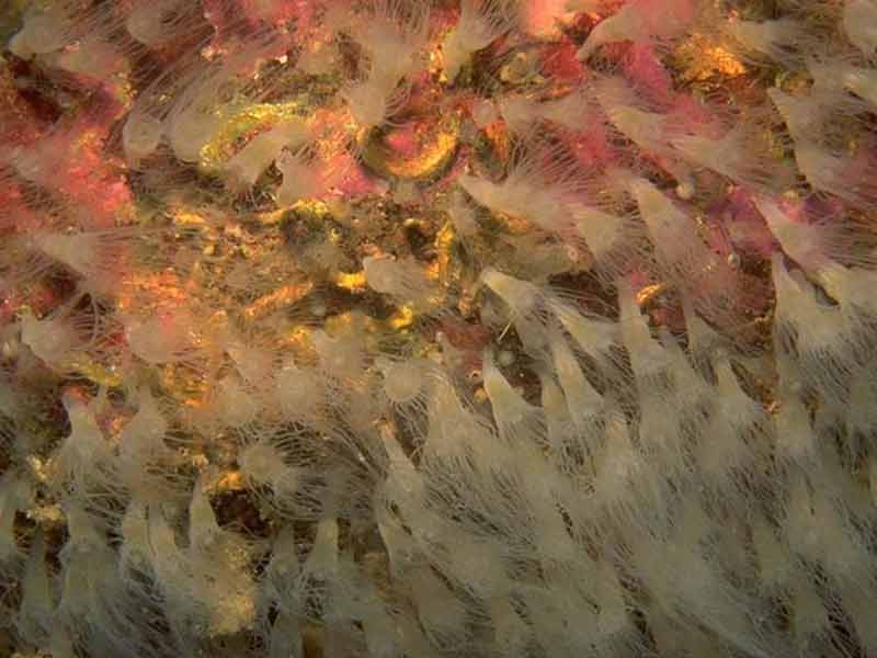 Image: Mass of Aurelia aurita scyphistomae (polypoid larvae) on a rock overhang.