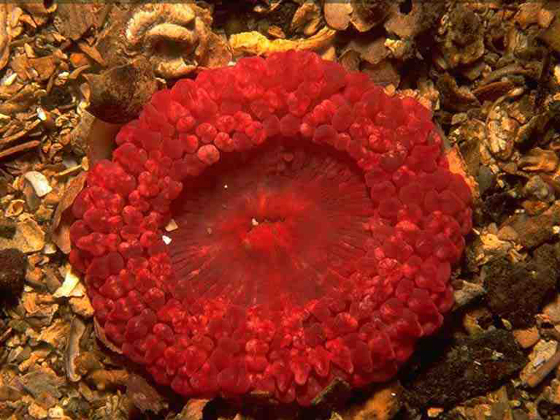 Image: Oral view of Capnea sanguinea amongst gravel.