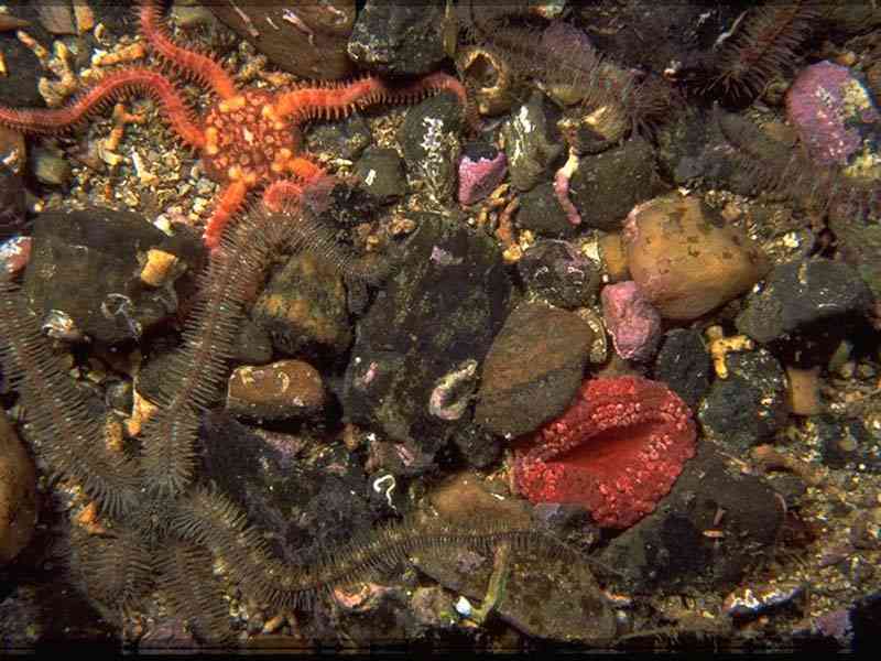 Capnea sanguinea (red) amongst pebbles and brittlestars.