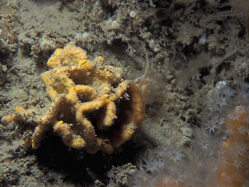 The sponge Axinella damicornis.