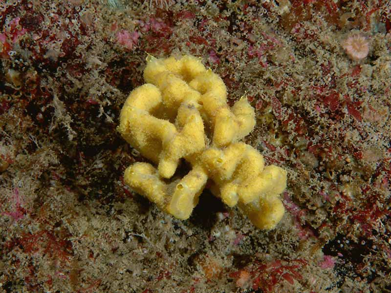 Axinella damicornis at Hilsea Point Rock, Plymouth.