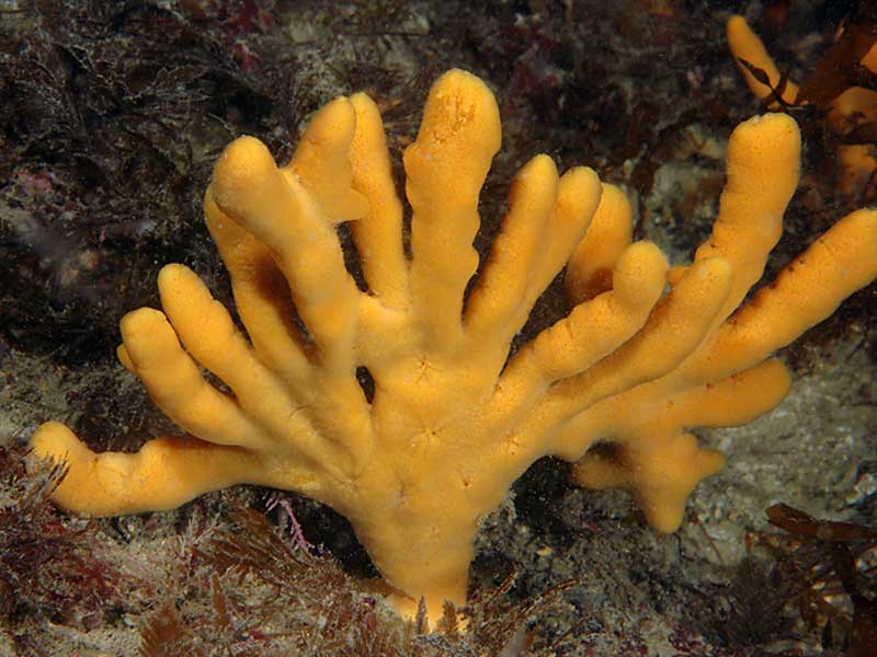 Axinella dissimilis at Hilsea Point Rock, Plymouth.