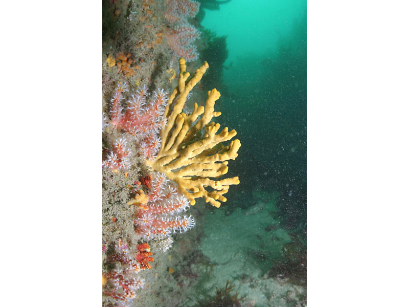 Axinella dissimilis with Alcyonium glomeratum on L'Etac, Channel Isles.