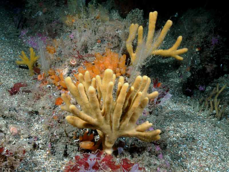 Image: Axinella dissimilis in a rich marine community.