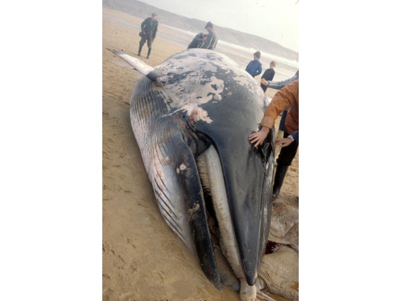 Dead minke whale stranded at Freshwater West beach, Pembrokeshire.