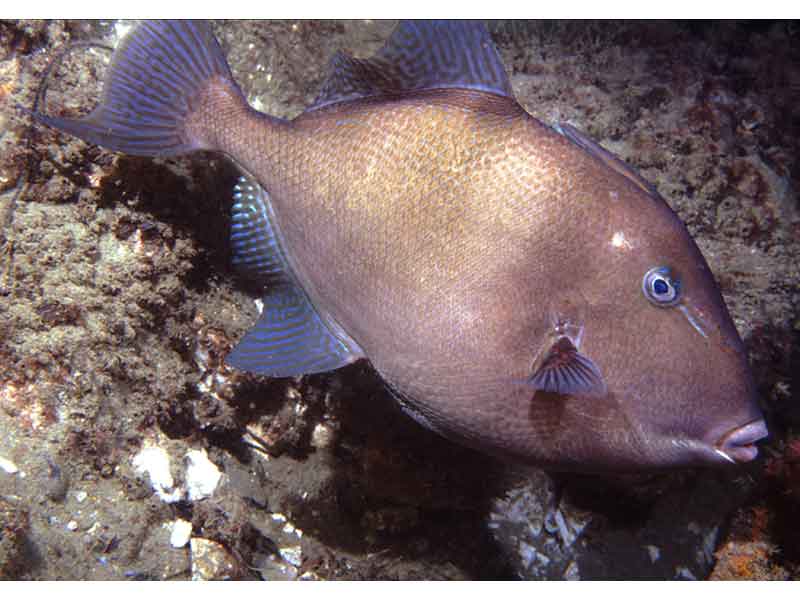 Image: The triggerfish Balistes capriscus.