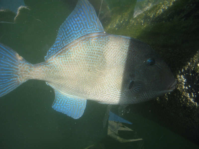 Side view of Balistes capriscus highlighting colouration.