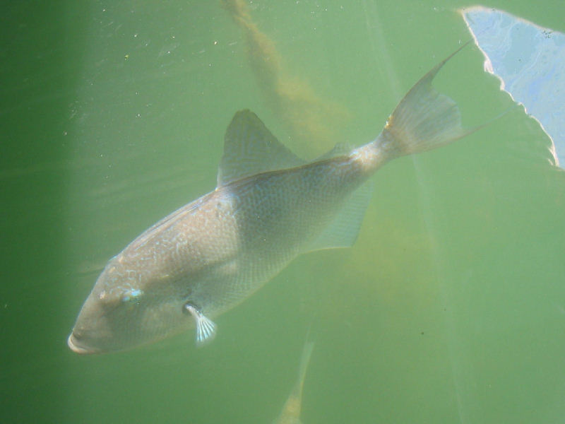 Dorsal view of Balistes capriscus highlighting shape of petoral fin.