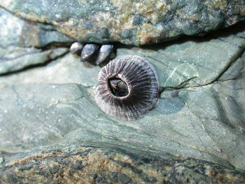 Perforatus perforatus on rock with Mytilus edulis.