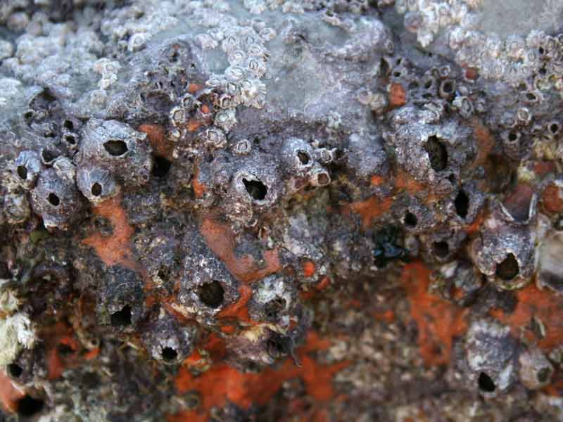 Perforatus perforatus and sponges on a boulder.