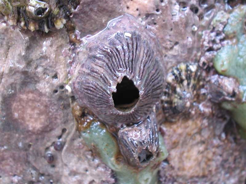 Pair of purple Perforatus perforatus on a rocky shore.