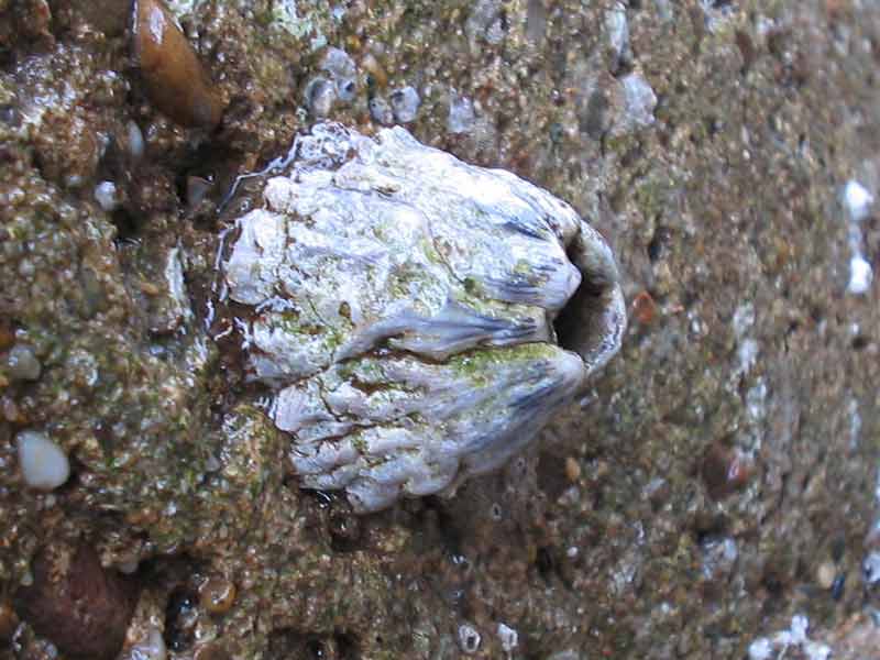 Dead, white Perforatus perforatus.