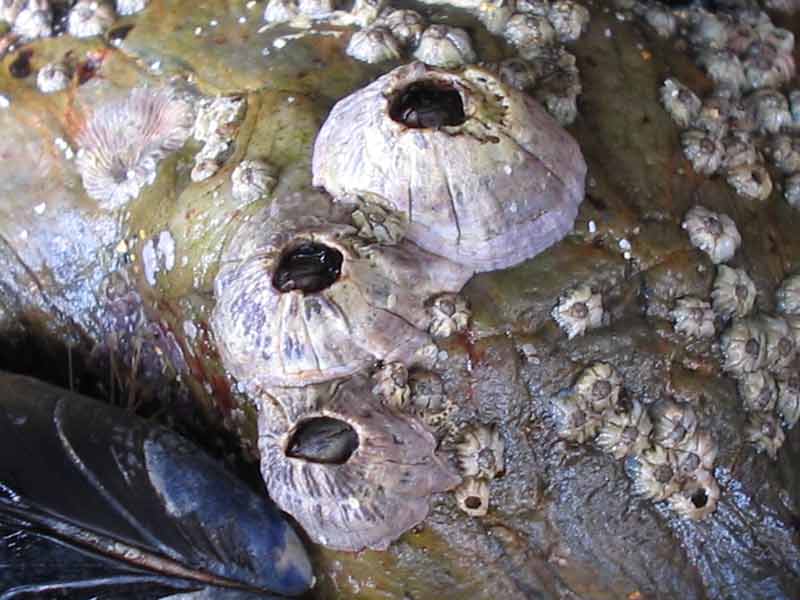 Three Perforatus perforatus individuals surrounded by much smaller Chthamalus montagui.