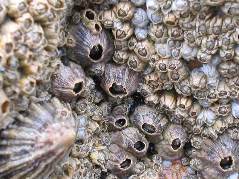 Larger Perforatus perforatus next to smaller Chthamalus montagui and white Semibalanus balanoides.