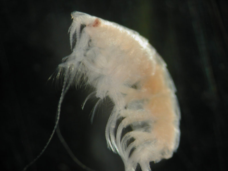Bathyporeia elegans.