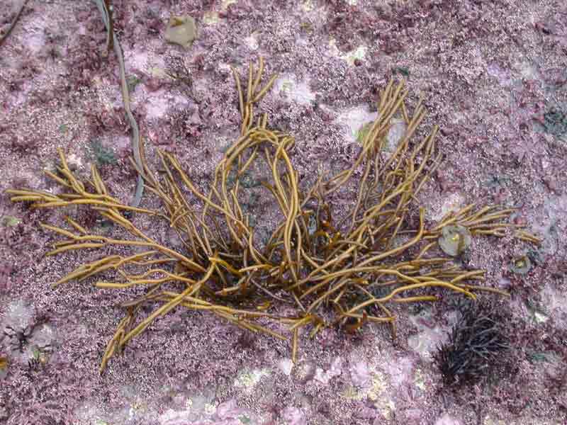 Bifurcaria bifurcata on exposed shore at Portland Bill, Dorset.