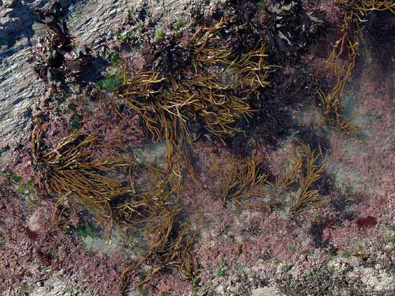 Bifurcaria bifurcata at Ilfracombe.